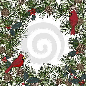 Frame of pine branches and birds cardinals