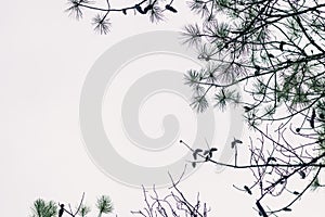 A Frame of Pine Tree Branches