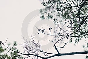 A Frame of Pine Tree Branches, Needles and Cones