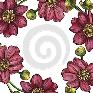A frame of pink anemone flowers. Watercolor illustration highlighted on a white background. Suitable for making