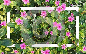 a frame with pink flowers in the middle of a green bush, green, leaf, plant, eco, nature, tree branch,