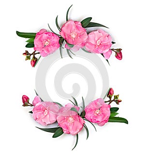 Frame of pink flowers Nerium oleander and leaves on a white background with space for text. Top view, flat lay