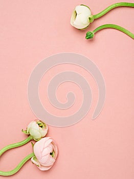 Frame of pink flowers on pastel pink background.