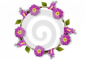 Frame of pink primrose, green leaves, branches on white background. Flat lay, top view. Floral pattern. Pattern of