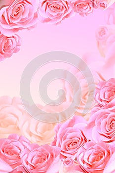 Frame of pink roses