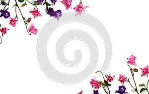 Frame of pink and violet flowers columbine  Aquilegia vulgaris, granny`s bonnet  on a white background. Top view, flat lay