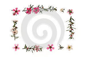 Frame of pink and white manuka tree flowers isolated on white background