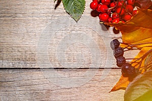 Frame from plants, autumn composition of leaves and berries on a light wooden background