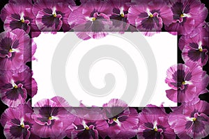 Frame with purple flowers of pansies