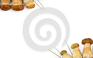 Frame of raw fresh mushrooms Boletus edulis  white mushroom , green grass on a white background with space for text