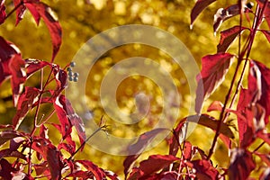 A frame of red leaves around a yellow background