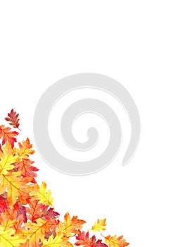 Frame of red leaves in autumn concept  isolated on white background. Flat lay, top view, copy space