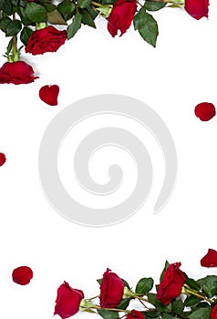 Frame of red roses and petals on a white background with space for text. Top view, flat lay. Valentines Day decoration