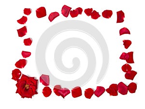 Frame of red roses and rose petals on a white isolated background. Copy space