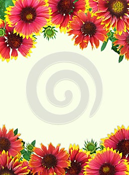 Frame of red and yellow Gaillardia flowers with an empty middle