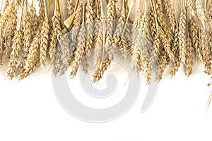 Frame of ripe wheat\'s ears on a white background