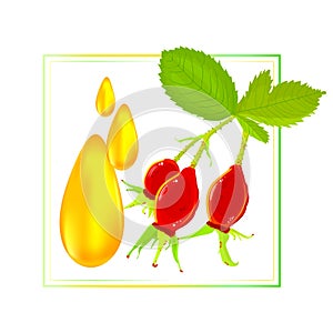 Frame with rosehip berries and dog rose oil drops isolated on white background.