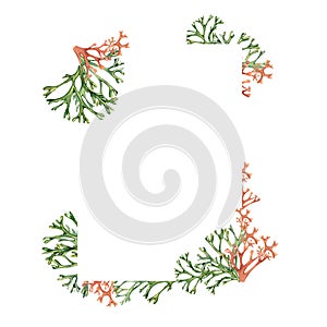 Frame of sea plant rhodymenia watercolor illustration isolated on white background. Pink palmata, green seaweed, red