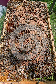 Frame with sealed bee brood. Frame with bees set. Honeybee family with drones on honeycombs with sealed honey