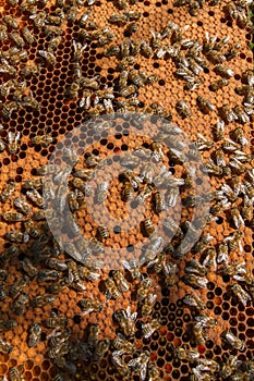 Frame with sealed bee brood. Frame with bees set. Honeybee family with drones on honeycombs with sealed honey