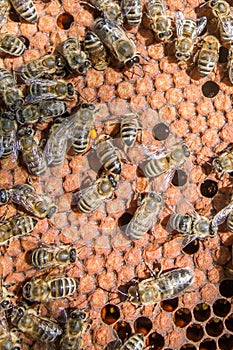 Frame with sealed bee brood. Frame with bees set. Honeybee family with drones on honeycombs with sealed honey