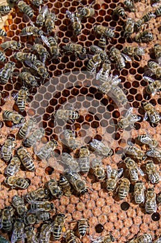 Frame with sealed bee brood. Frame with bees set. Honeybee family with drones on honeycombs with sealed honey