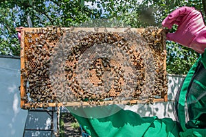 Frame with sealed bee brood in the hands of a beekeeper. Frame with bees set. Honeybee family with drones on honeycombs with