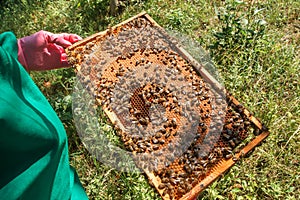 Frame with sealed bee brood in the hands of a beekeeper. Frame with bees set. Honeybee family with drones on honeycombs with