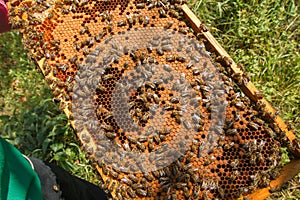 Frame with sealed bee brood in the hands of a beekeeper. Frame with bees set. Honeybee family with drones on honeycombs with