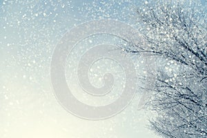 Frame of snowy tree branches against blue sky during the snowfall with copy space for text. Winter landscape. photo