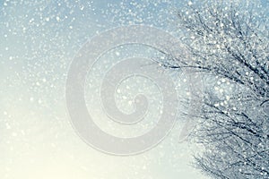 Frame of snowy tree branches against blue sky during the snowfall with copy space for text. Winter landscape.