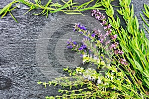 Frame of spicy herbs on wooden board