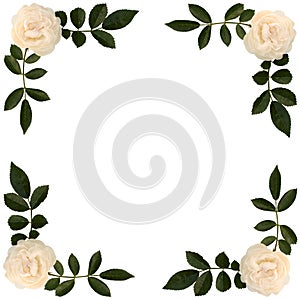 Frame of sprigs tea-rose photo