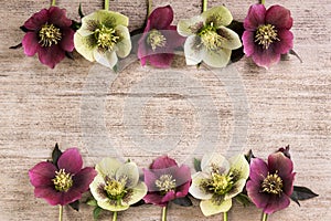 Frame spring flowers lenten rose in a row on light brown rustic background. Copy space