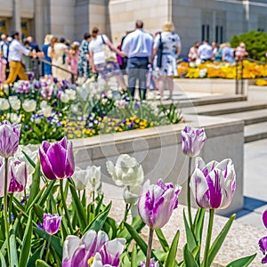 Frame Square Radiant flowers blooming in the garden outside a building on a sunny day