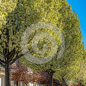 Frame Frame Square Row of white flowering trees in front of houses with landscaped yards