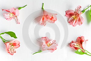 Frame for text with flowers. Natural pink flowers on a white wooden background. Floral banner. Frame for greeting card. Flat lay,