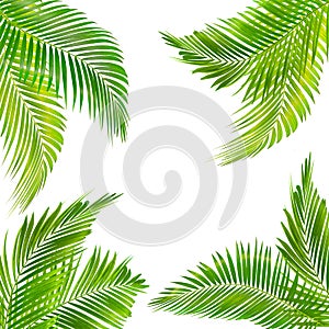 Frame for text made from green palm leaf isolated on  white background