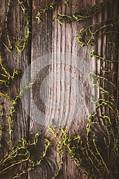 Frame of the thyme sprigs on the wooden board vertical