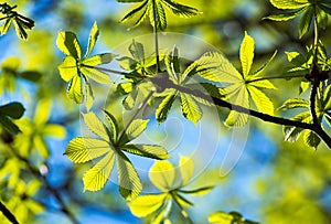 Frame of translucent horse chestnut textured green leaves