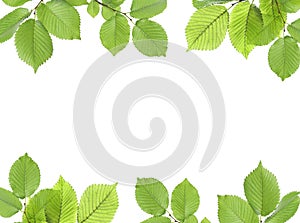 Frame of tree branches with green leaves isolated