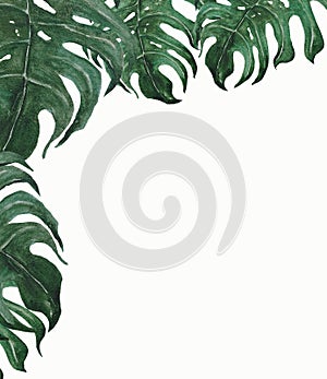 A frame of tropical leaves. Hand drawing of watercolor. Ideal for a greeting card, invitation or save a date