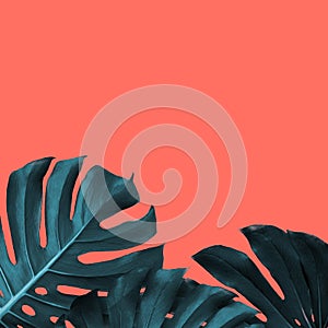 Frame of tropical leaves of monstera on a new color of the year 2019 - Living Coral background, place for text.