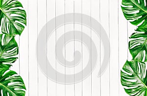 Frame of tropical leaves Monstera on a white wooden background with space for text. Top view, flat lay