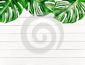 Frame of tropical leaves Monstera on a white wooden background with space for text. Top view, flat lay