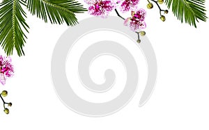 Frame of tropical leaves palm tree, monstera and palm tree cycas revoluta  sago palm  with pink flowers moth orchids on a white