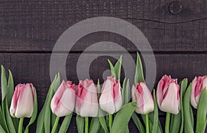 Frame of tulips on dark rustic wooden background with copy space