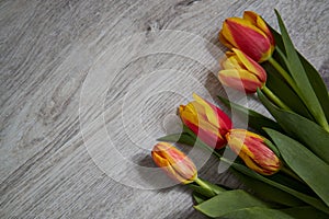 Frame of tulips on dark rustic wooden background. Spring flowers
