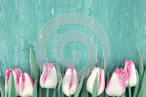 Frame of tulips on turquoise rustic wooden background. Spring fl