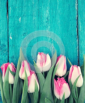Frame of tulips on turquoise rustic wooden background. Spring fl